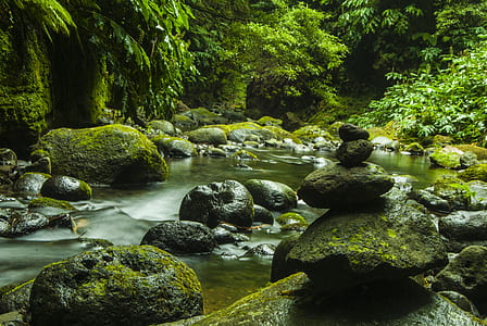 rocks with moss beside body of water near trees