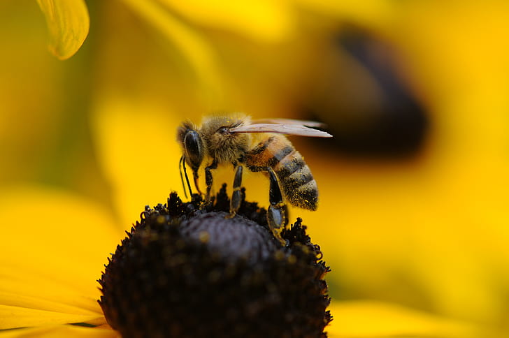 honeybee above yellow flower closeup photography