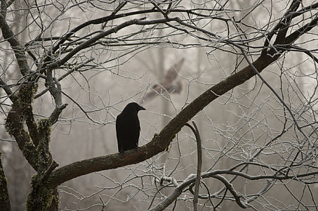 silhouette photo of bird on wither tree
