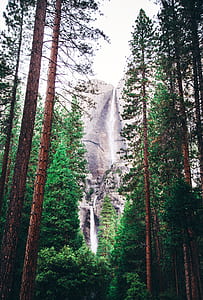 Landscape Photography of Green Trees and Water Falls