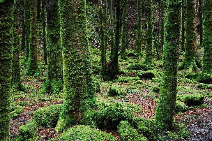 Photo of Trees Covered in Moss