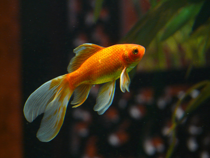 orange and gray fish