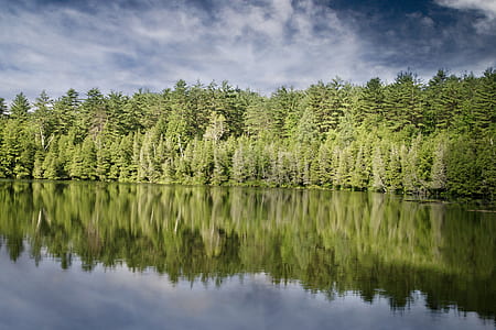 green trees with body of water during day time