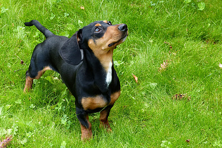 smooth black and tan dachshund on grass field