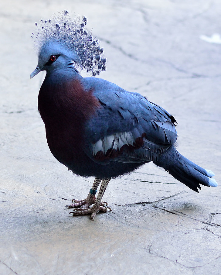 closeup photo of Victoria crowned pigeon