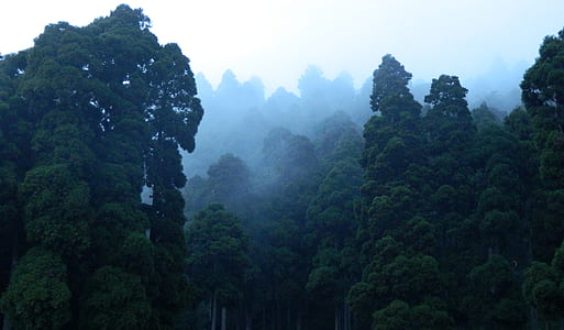 Photography of Forest