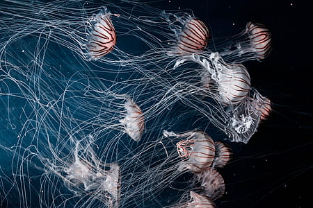 photography of jellyfish