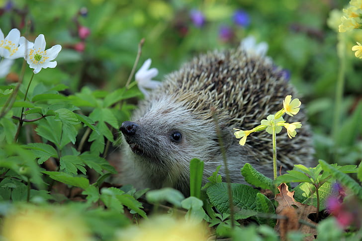 brown hedgehog on flowers at daytime