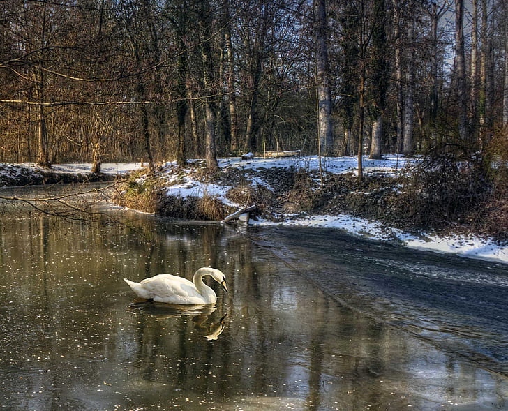 swan surrounded by bare trees