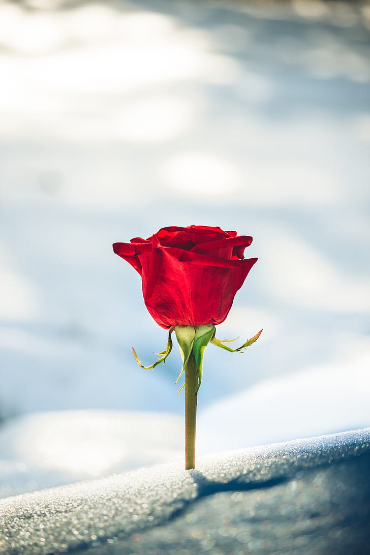 photography of red rose
