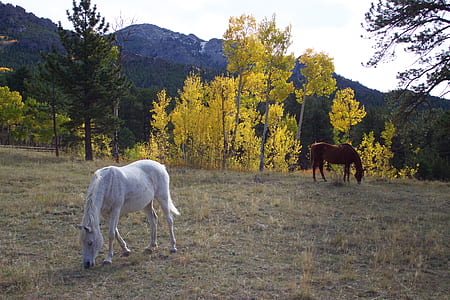 two white and brown horses eating grasses