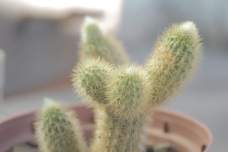 Selective Focus Photography of Green Cactus With Brown Pot