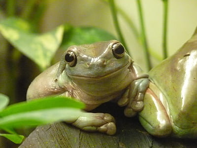green frog on gray surface in close-up photo