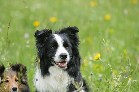 adult white and black border collie sitting on the green grass field