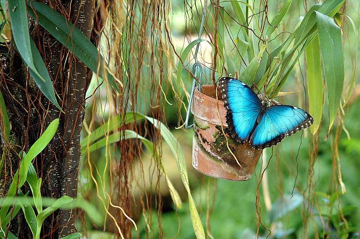 blue butterfly on plant pot