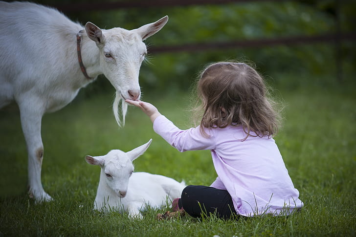 toddler wearing pink sweatshirt feeding a white goat