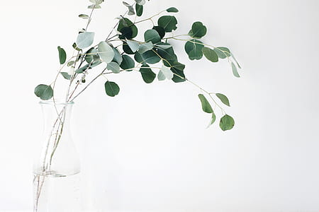 photo of green leaf plant and clear glass vase