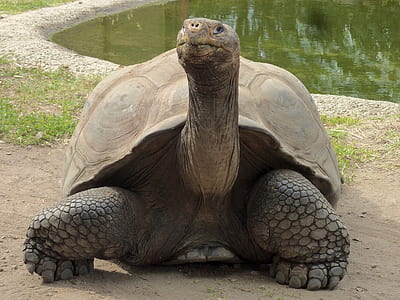 brown tortoise
