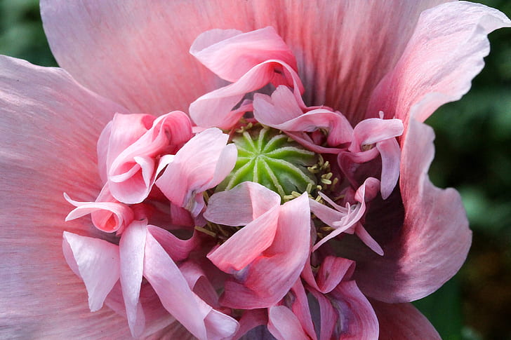 Royalty-Free photo: Close-up photography of pink petaled flower | PickPik