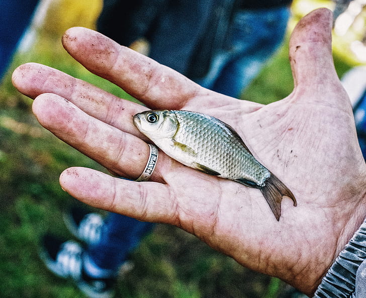 person holding grey fresh water fish