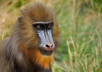 photo of brown and blue primate animal