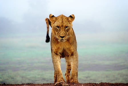 brown lionesse
