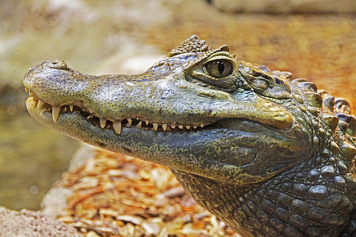 selective focus photography of gray and brown crocodile