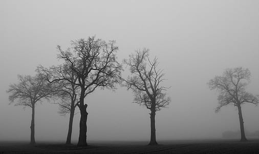 withered trees with fogs