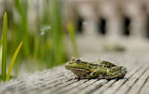 selective focus photo of green frog