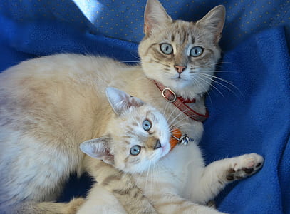 brown cat beside kitten lying on blue textile