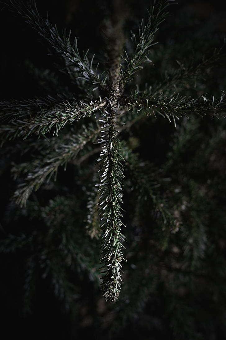 close up photography of pine tree branch