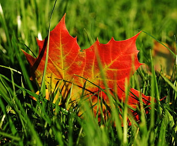 maple leaf on green grasses