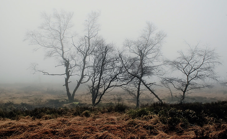 grass field with dead trees during foggy weather