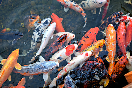 koi fishes on water