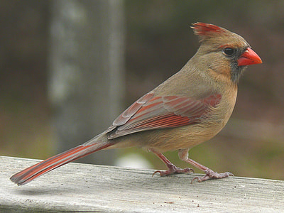 brown and red cardinal bird on wooden surface
