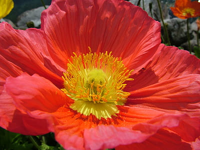 close-up photo of red and yellow petaled flower