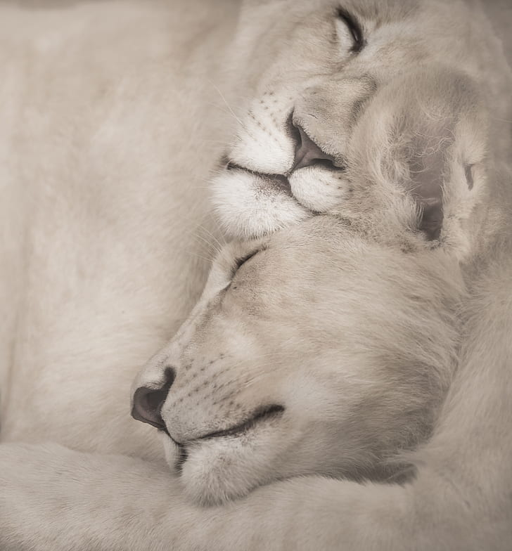closeup photo of two Lioness