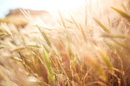Wheat Field in Sun Close Up