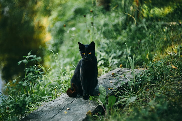 black cat on wood surrounded by green grasses