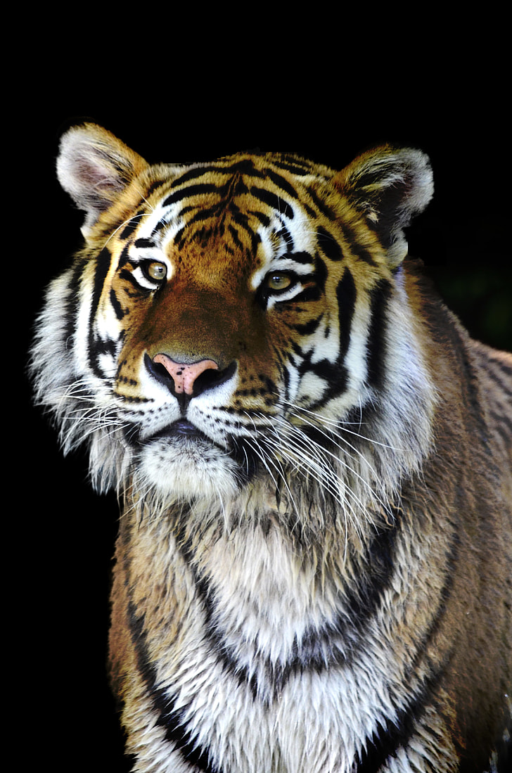 close up photograph of tiger