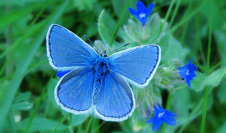 common blue butterfly on green leaf