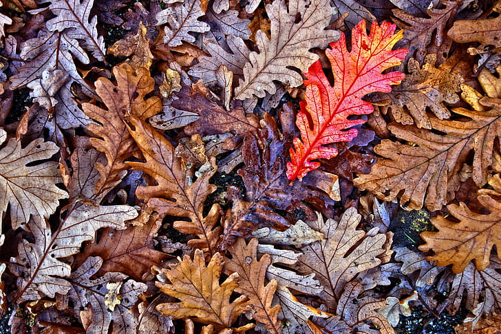 brown, gray, and red leaves