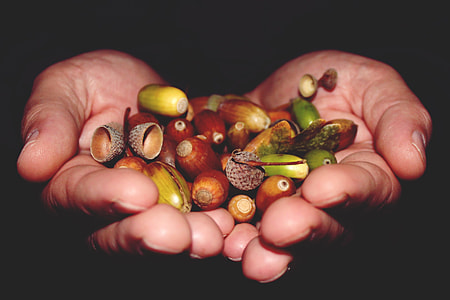 person holding variety of seeds