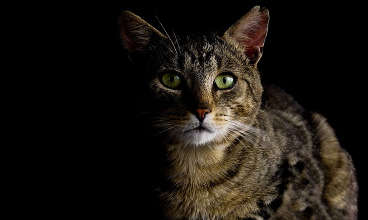 photography of brown tabby cat