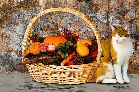 basket full of vegetables beside Tabby cat