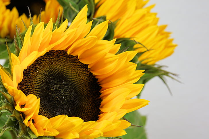 close up photograph of a sunflower