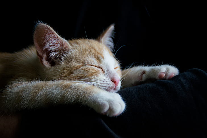 orange tabby cat sleeping on black textile