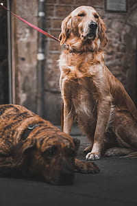 adult golden retriever with red leash