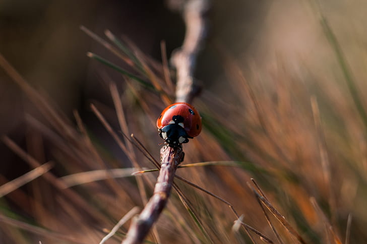 red and black beetle on brown branch