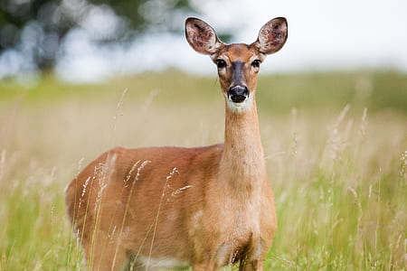 brown deer on green grasses